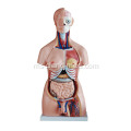 85CM Bahagian Unisex Torso 40